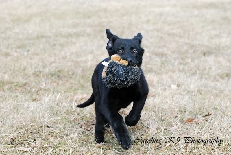 Duncan and the Groundhog | German Shepherds Forum